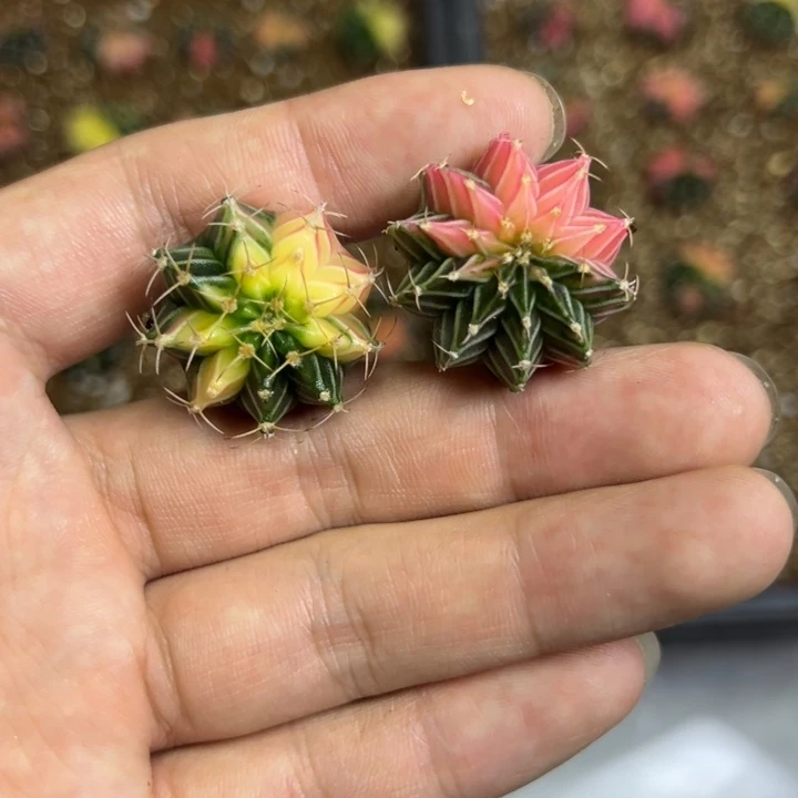 木***瑾实生肋骨锦泰国进口