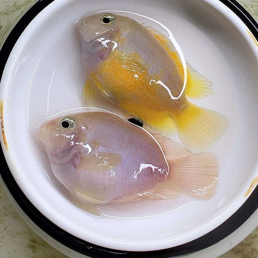 短鲷鱼59号胭脂粉一对