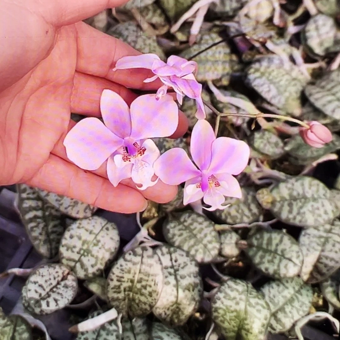 当前无花栽培后可以开花处理圆叶西蕾丽