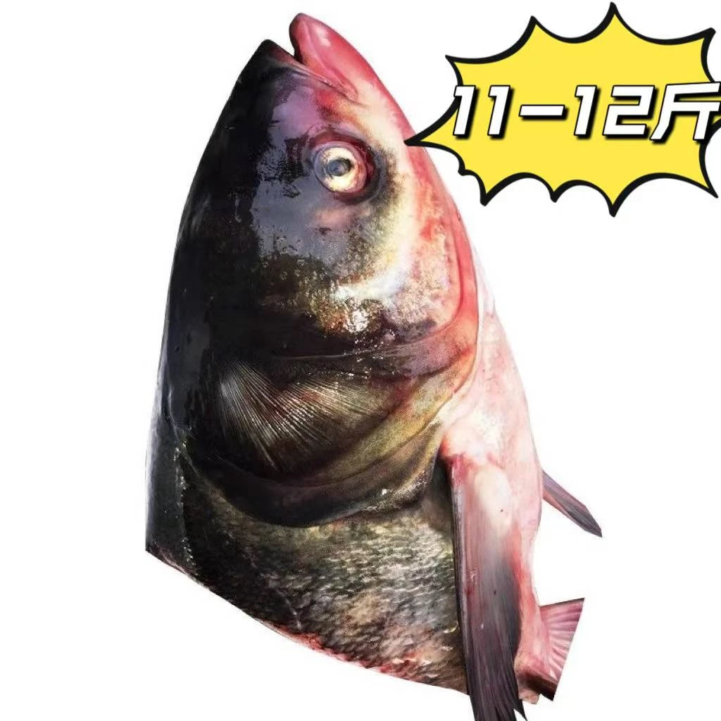 11-12斤一个鱼头东北胖头鱼花莲