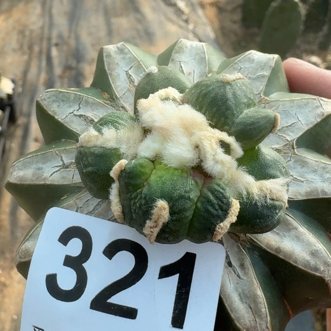 【闪购商品】兔****觉三岔蛋尤321