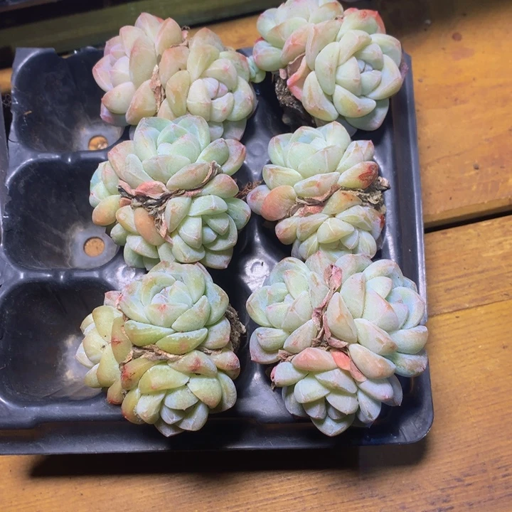 精控冰玉组合一物一拍