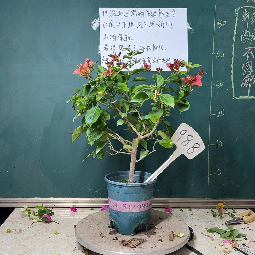 全部花苞佩德罗 988