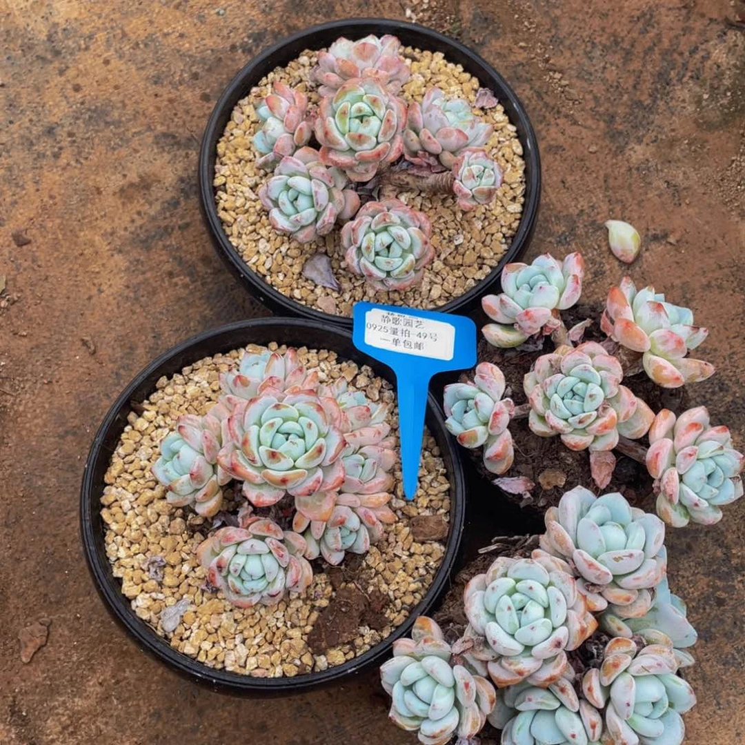 0925-49-冷香老桩一颗