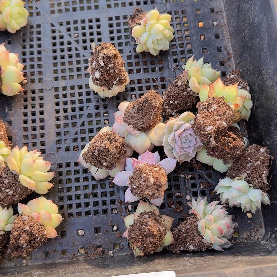 直播福利一物一拍108