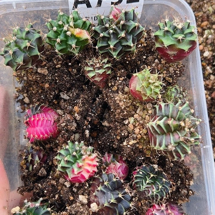 王***者当前无花栽培后可以开花A752