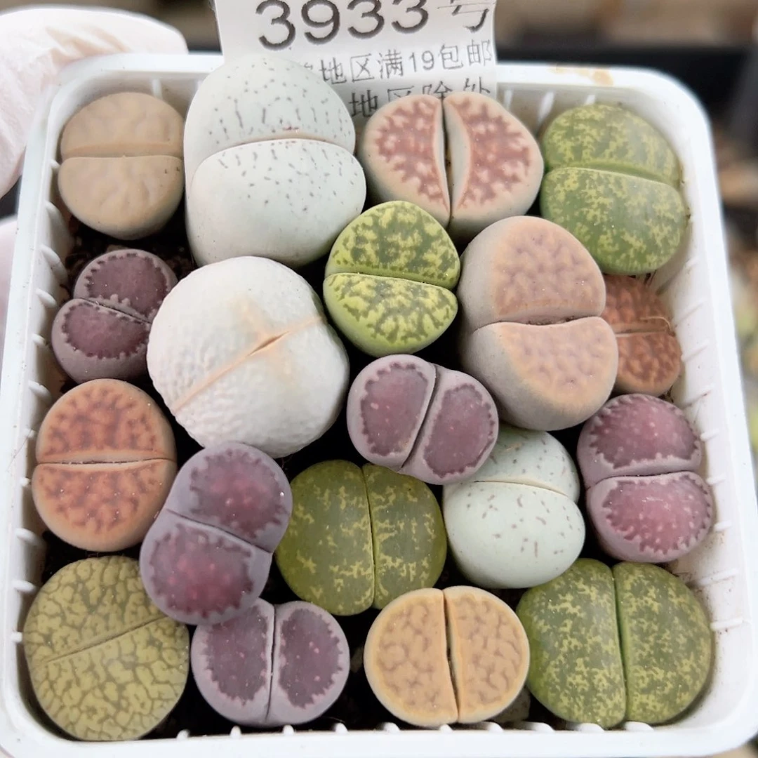 3933 好养易活生石花大母本