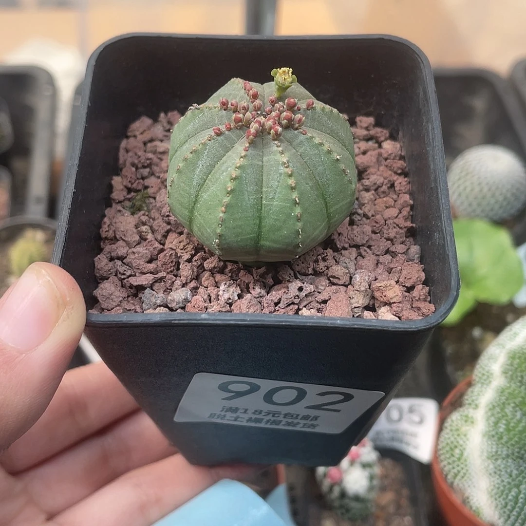 902实生布纹球仙人球