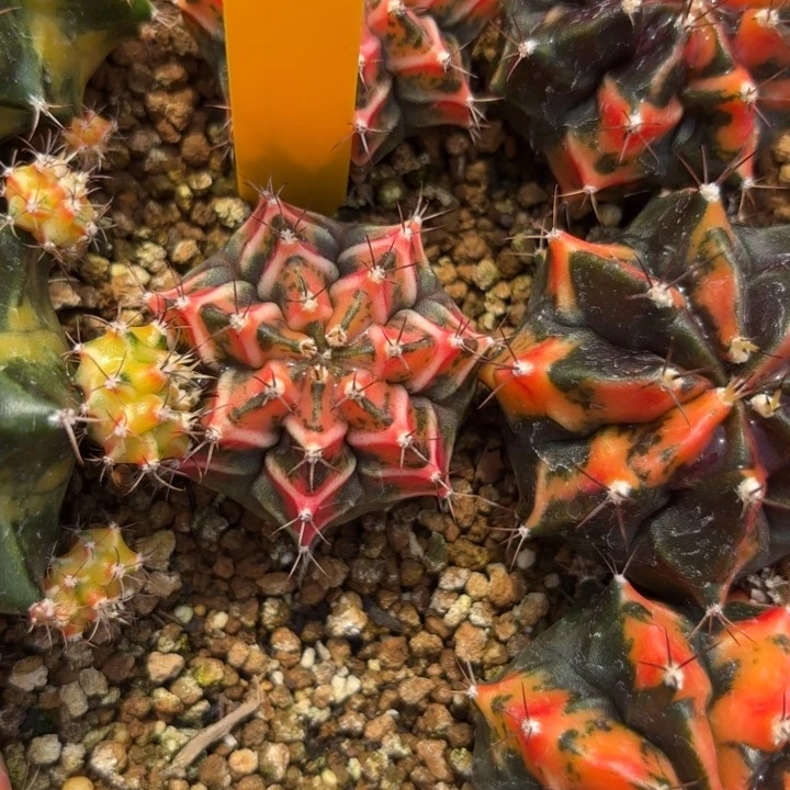 88-0105泰国发货多肉