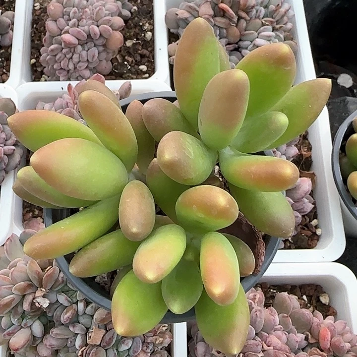 青蛙王子儿童牙膏111