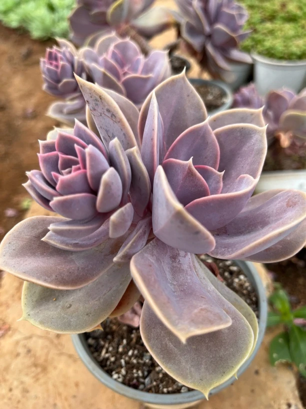 【紫珍珠】紫珍珠 耐寒好养活多肉植物