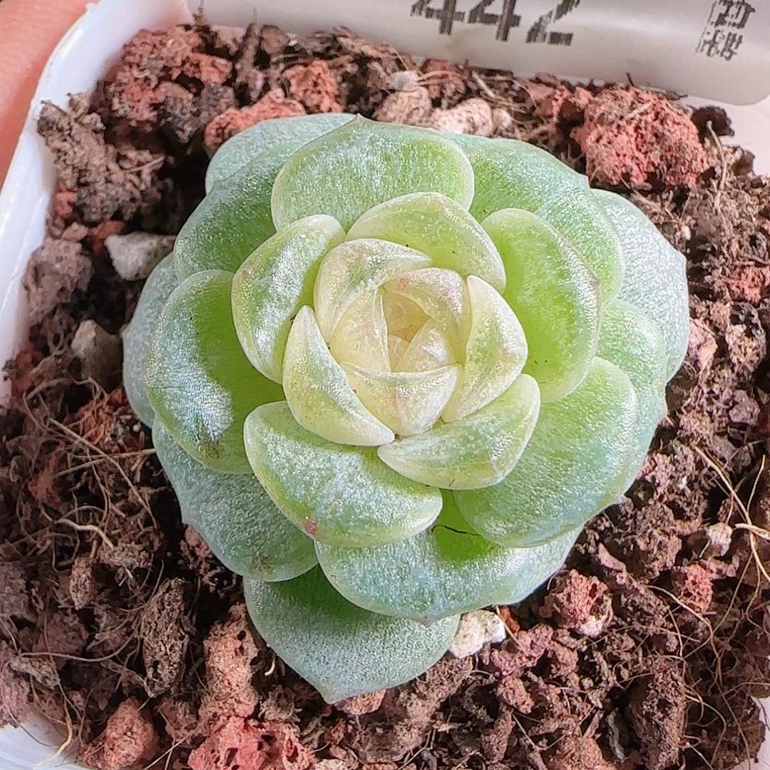 1101–-442柔情一物一拍