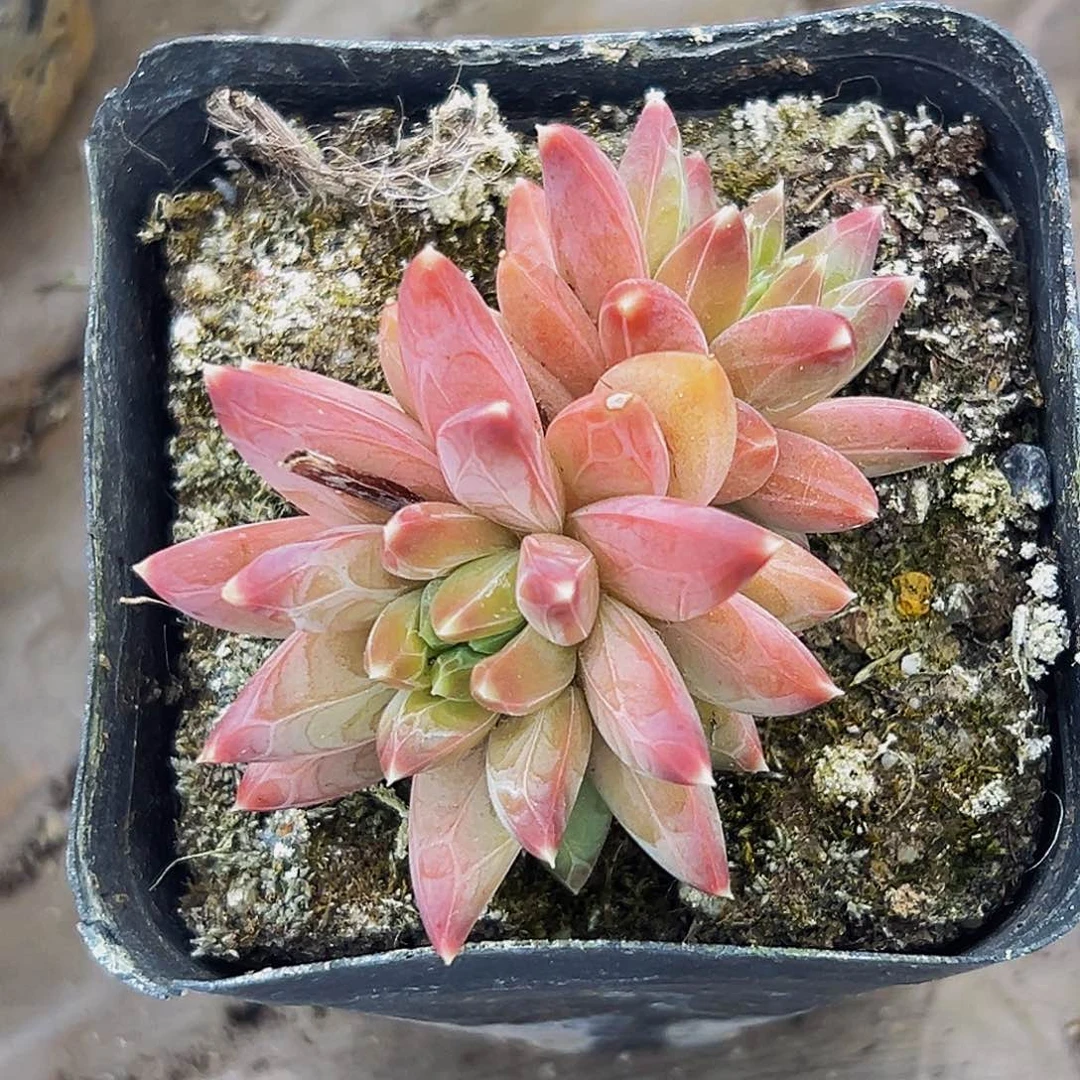 美人系列多肉植物