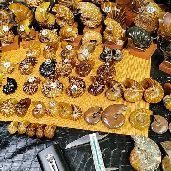 有机玻璃海螺化石手把件摆件