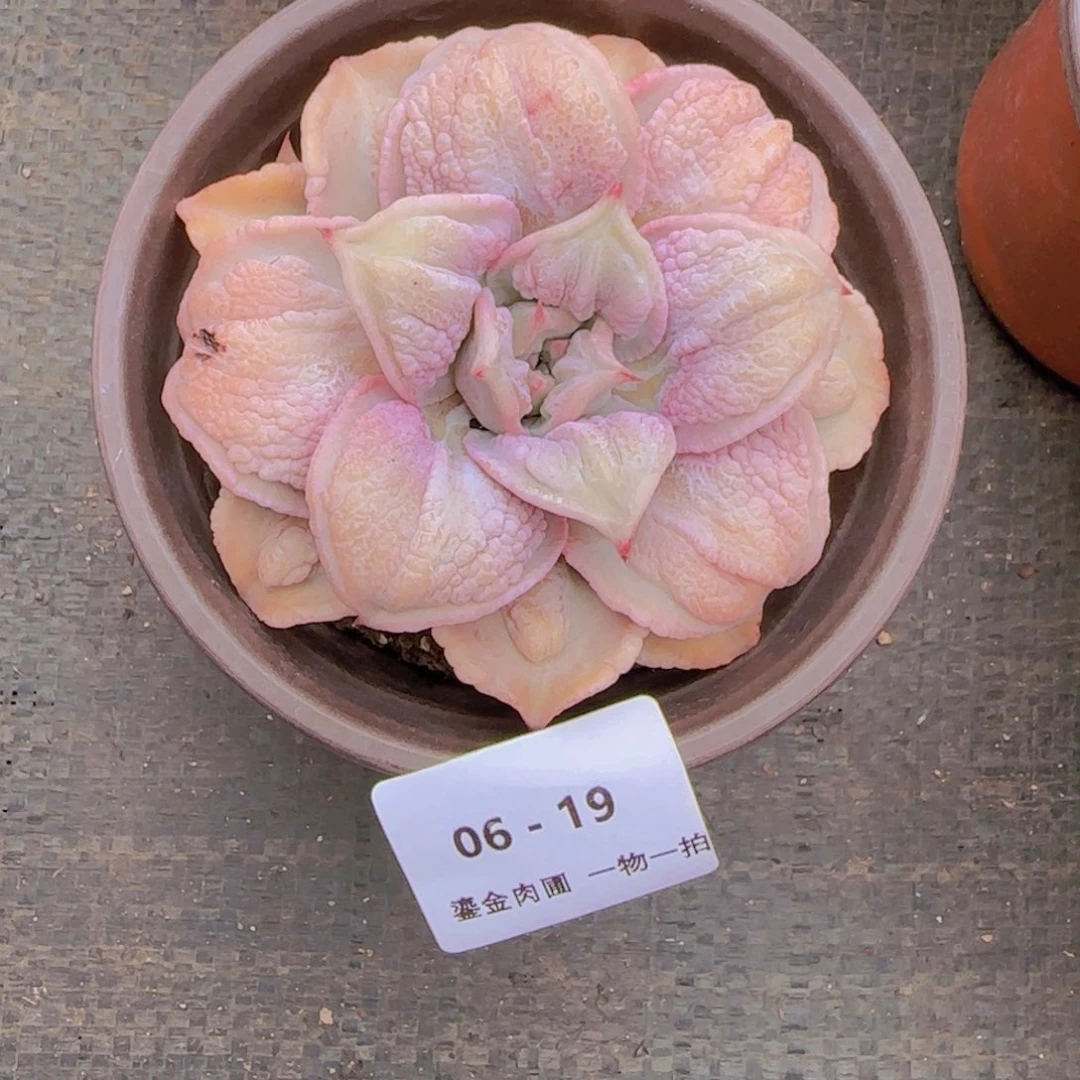 菡***菡06-19留财饺子皮