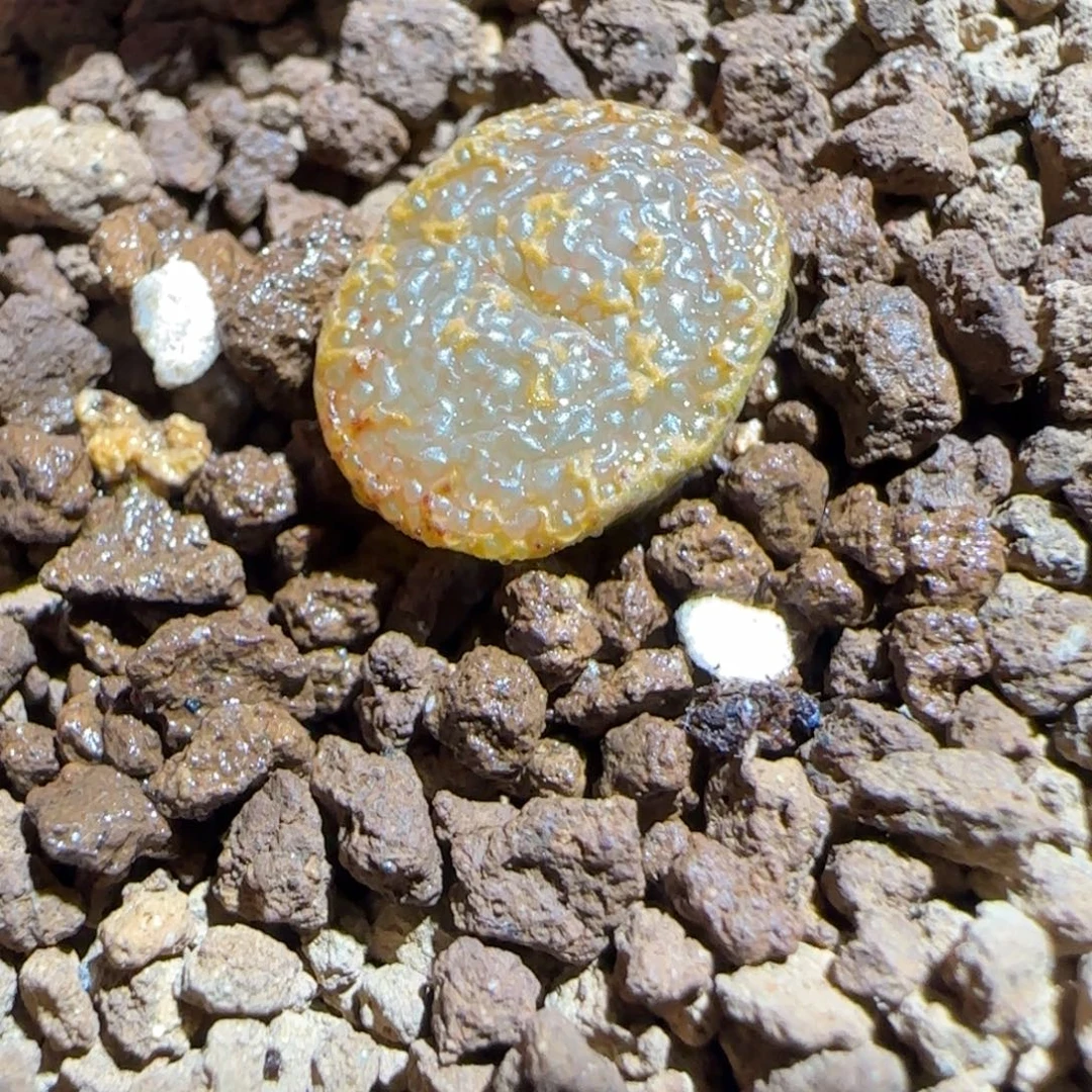 肉锥多肉植物组合-k勋1031