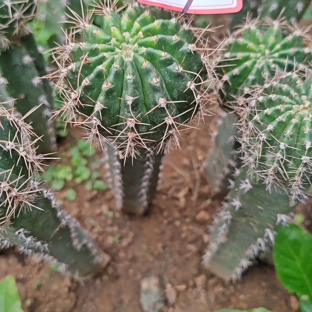 洛可可秀普嫁接大99福
