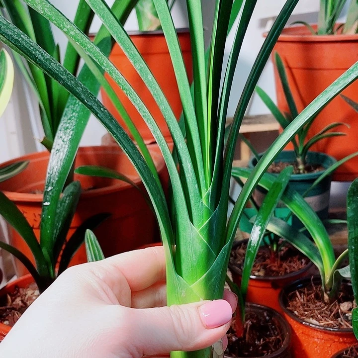 完全开放君子兰好看