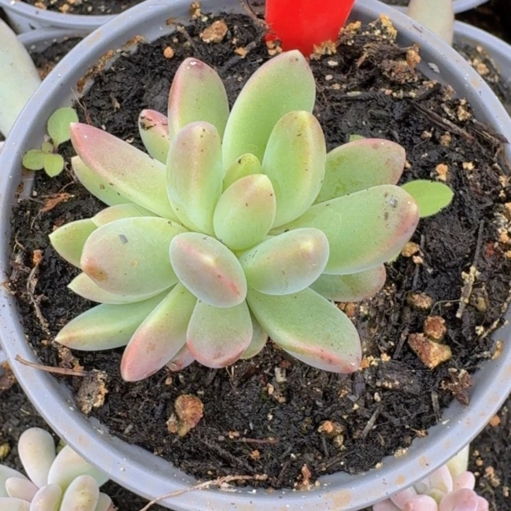 橙色奇迹404多肉植物