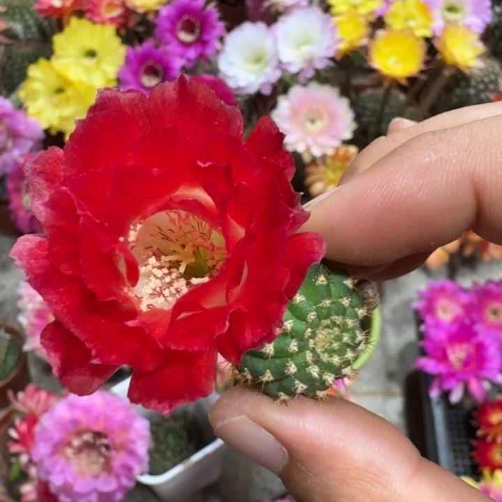 210丽花红舞裙歪2到3公分左右无根侧牙，20包邮