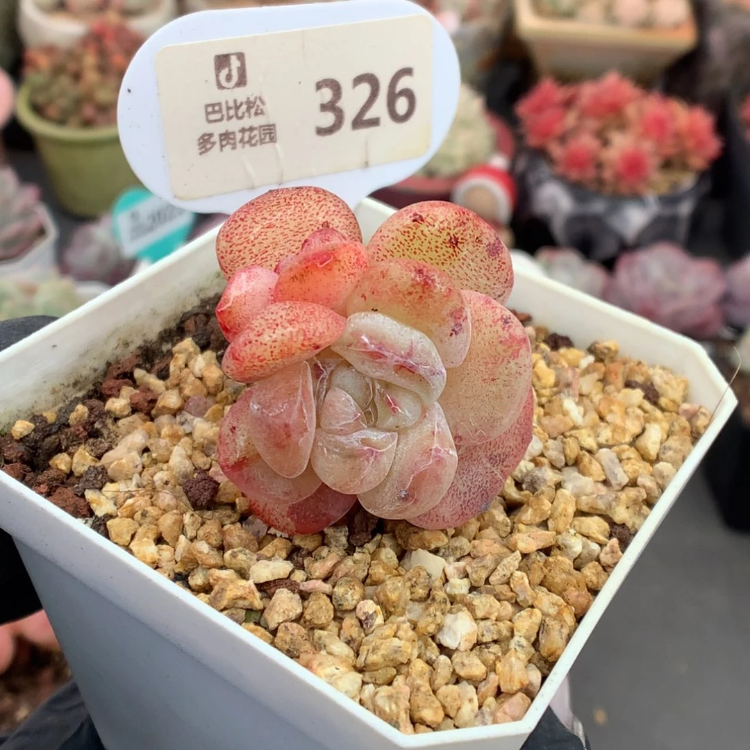 326 冰玉石化多肉