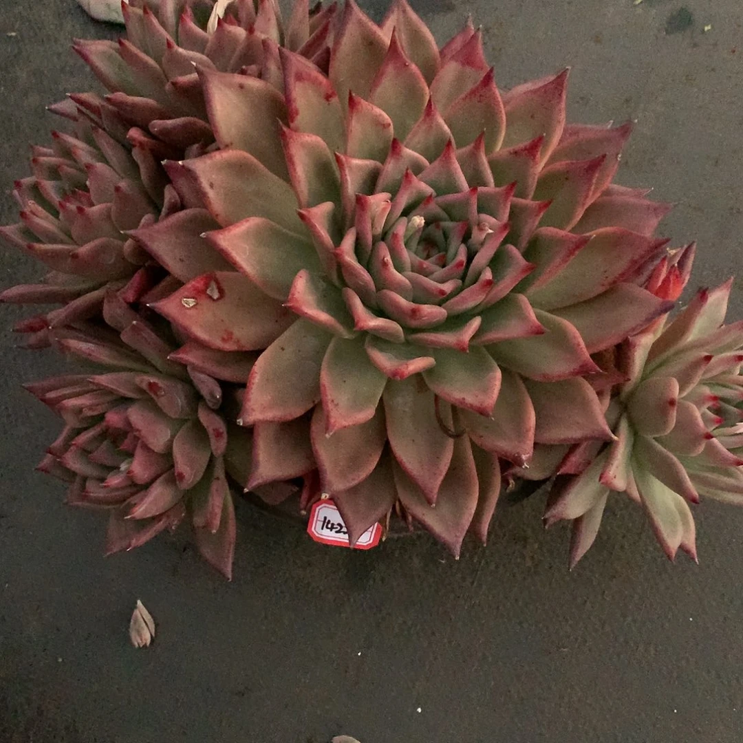 ?****?皮蛋多肉群生14221