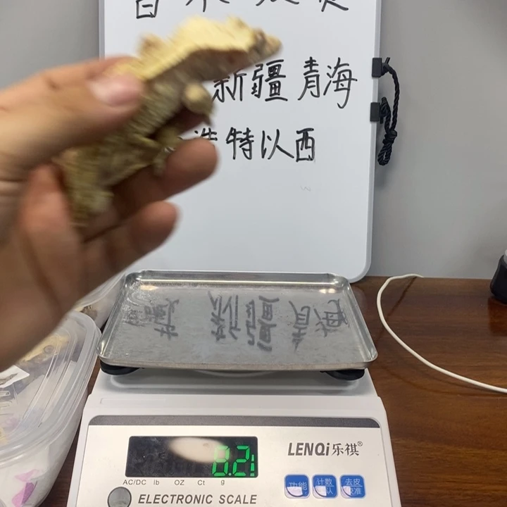 睫角守宫2025.12.13五十二