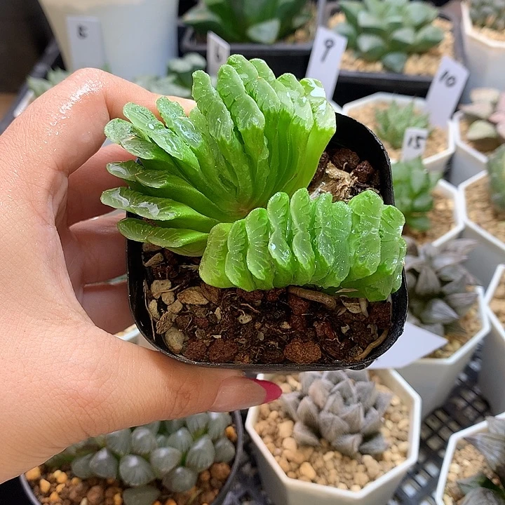 草玉扇 一物一拍