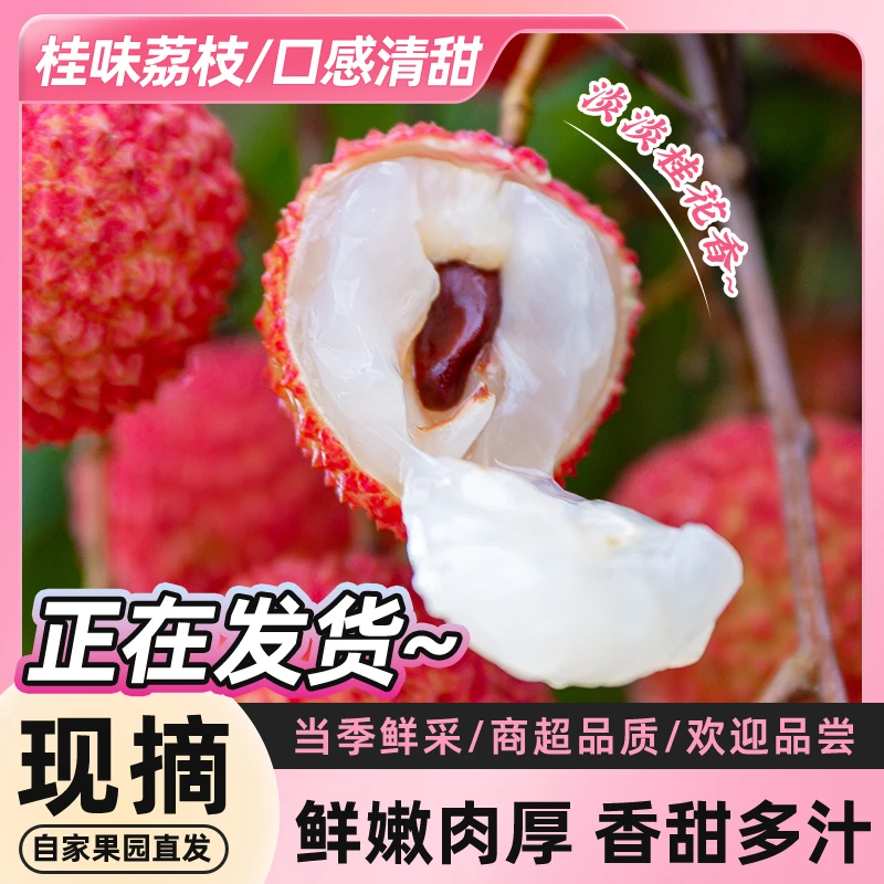荔皇【桂味现货/升级顺丰】广东高州桂味荔枝现货现发老树桂味荔枝W