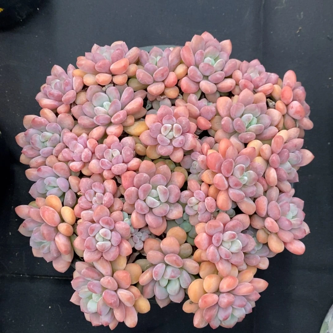 木糖醇 一物一拍。