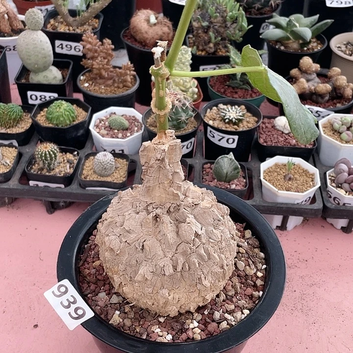 939超大龟甲箩魔块根