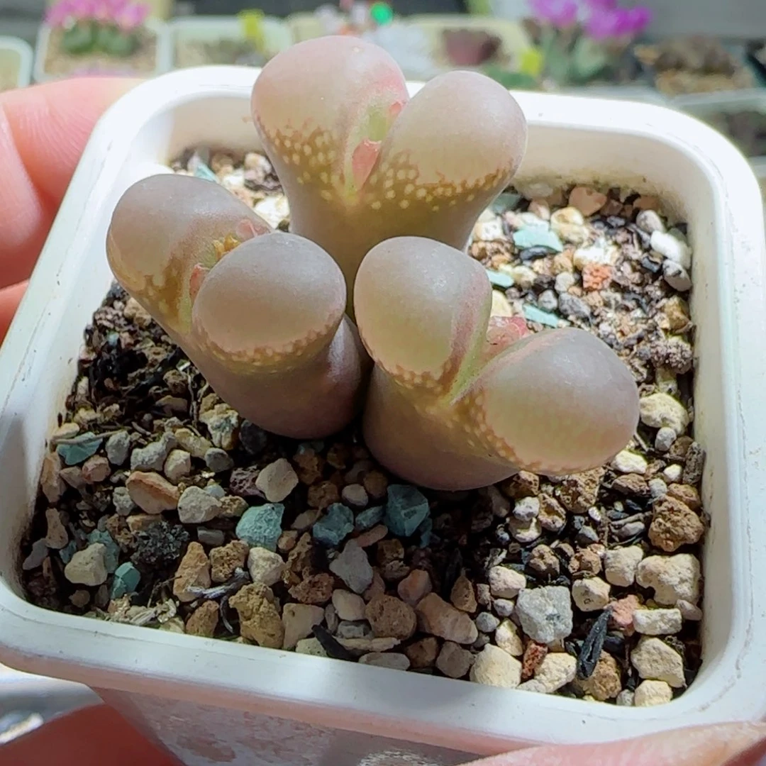 多肉植物原株4年47号