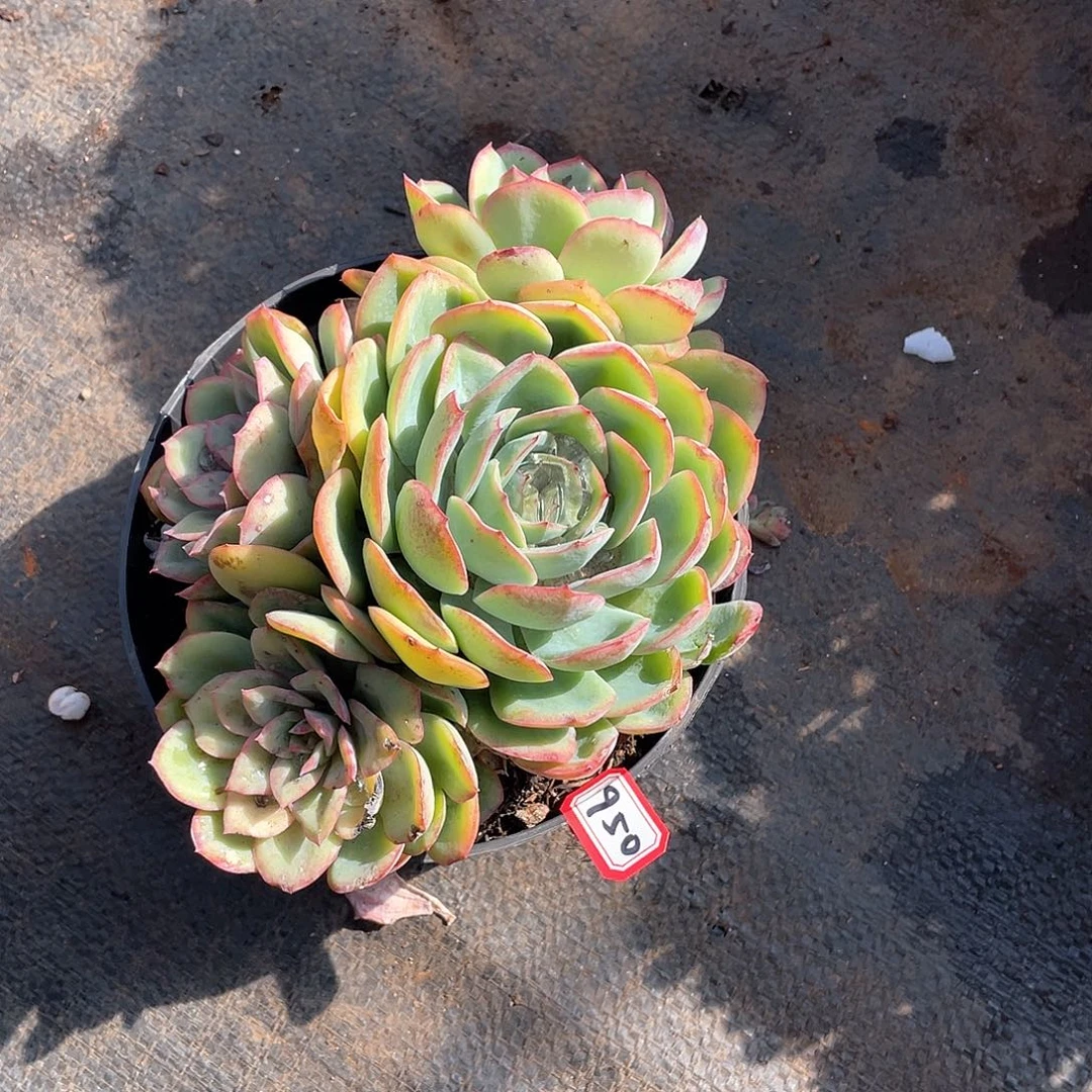 950晨露一物一拍多肉