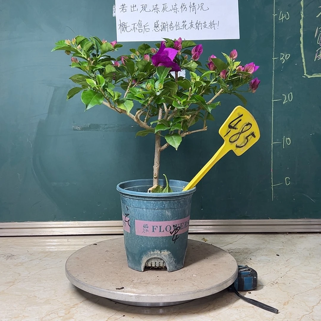 完全开放  安格斯  485