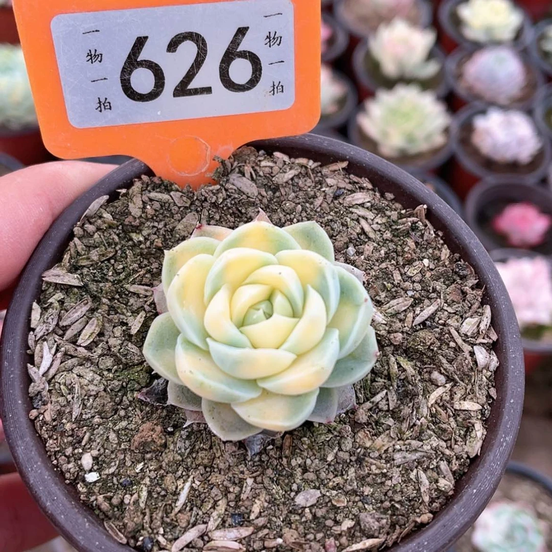 【闪购商品】¼****长626号