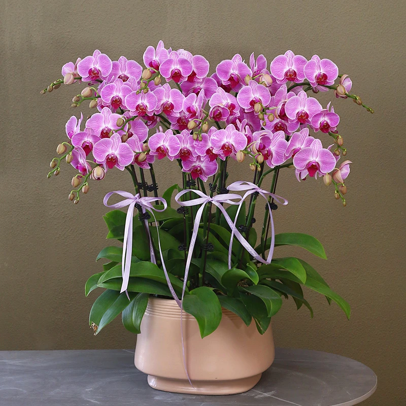 【安妮】紫色系蝴蝶兰带花带盆组好伴手礼送礼茶桌婚礼客厅美化