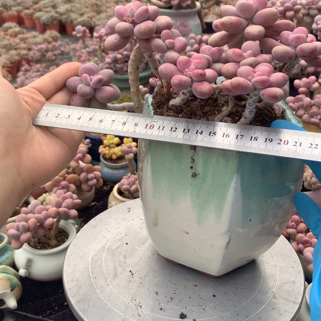 丨*20号不带盆偏远的不包邮的