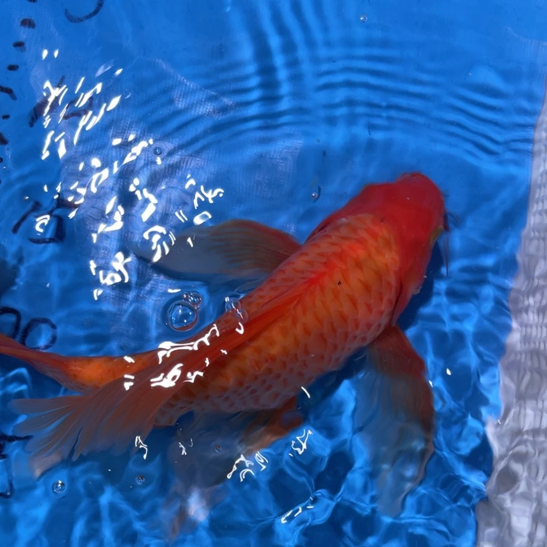 锦鲤锦鲤蝴蝶鲤鱼包邮