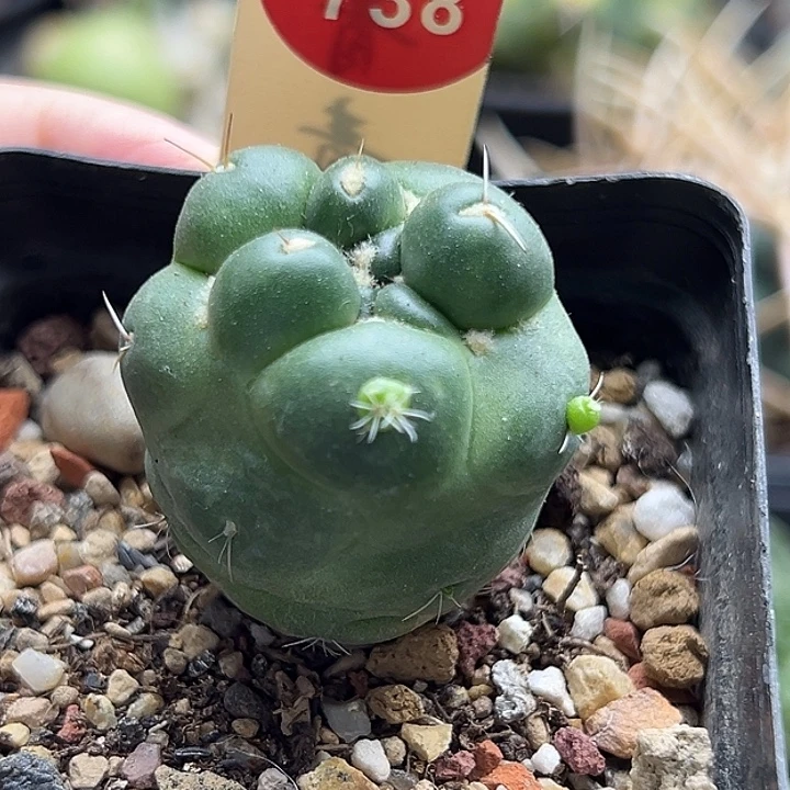 自根带崽无刺象牙3.2cm