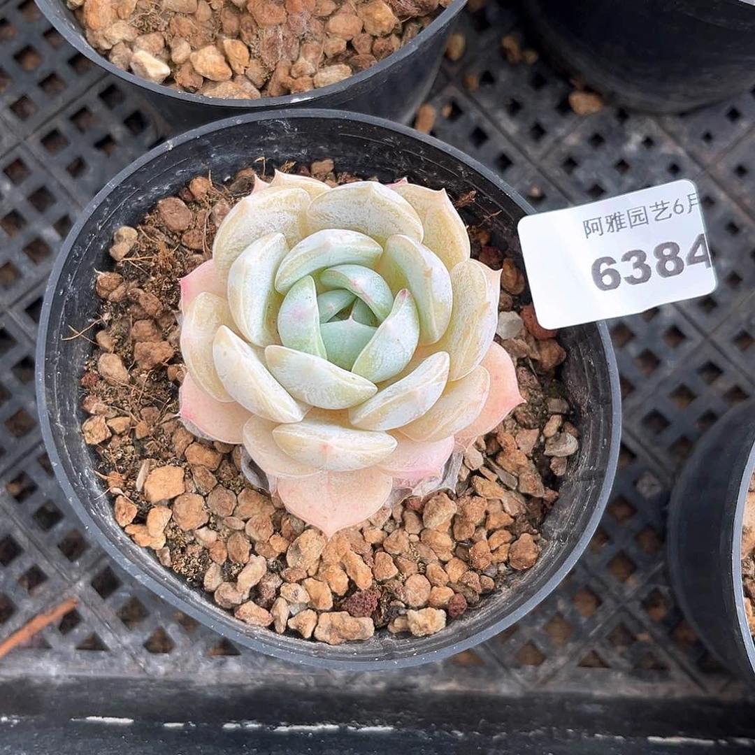 阿雅园艺。      6384劳林