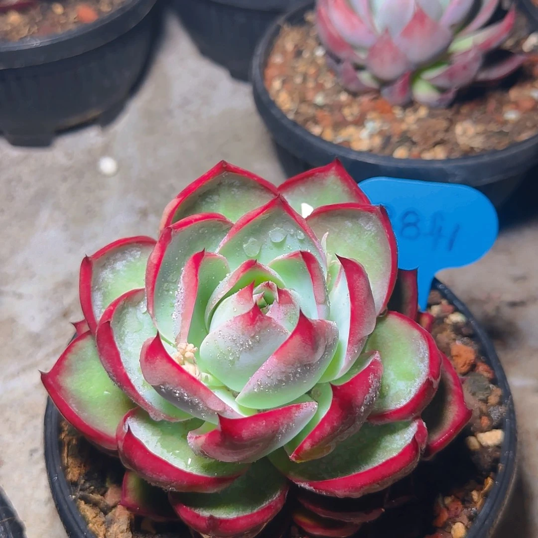 惊鸿仙子一物一拍8841号