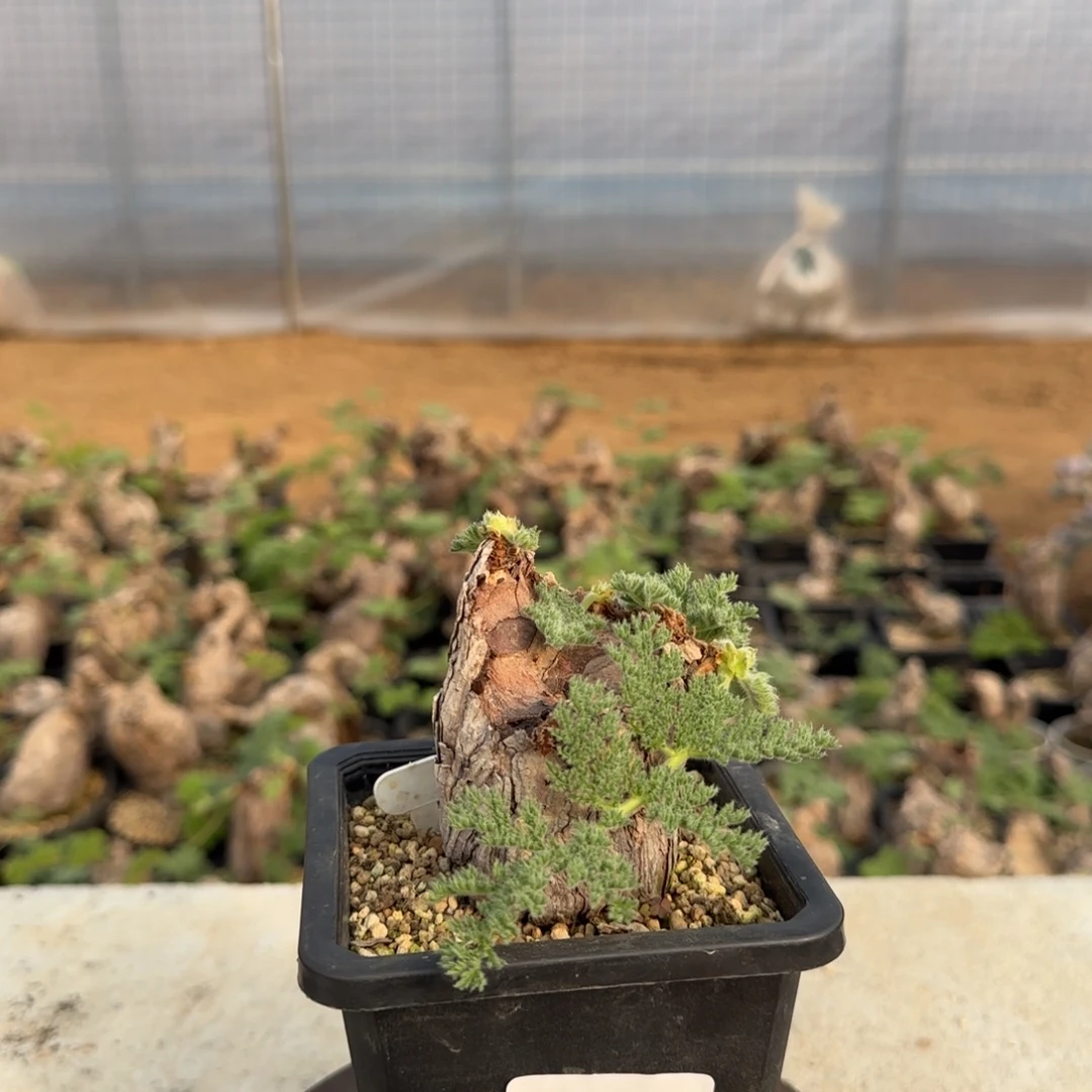 25枯木洋葵块根植物