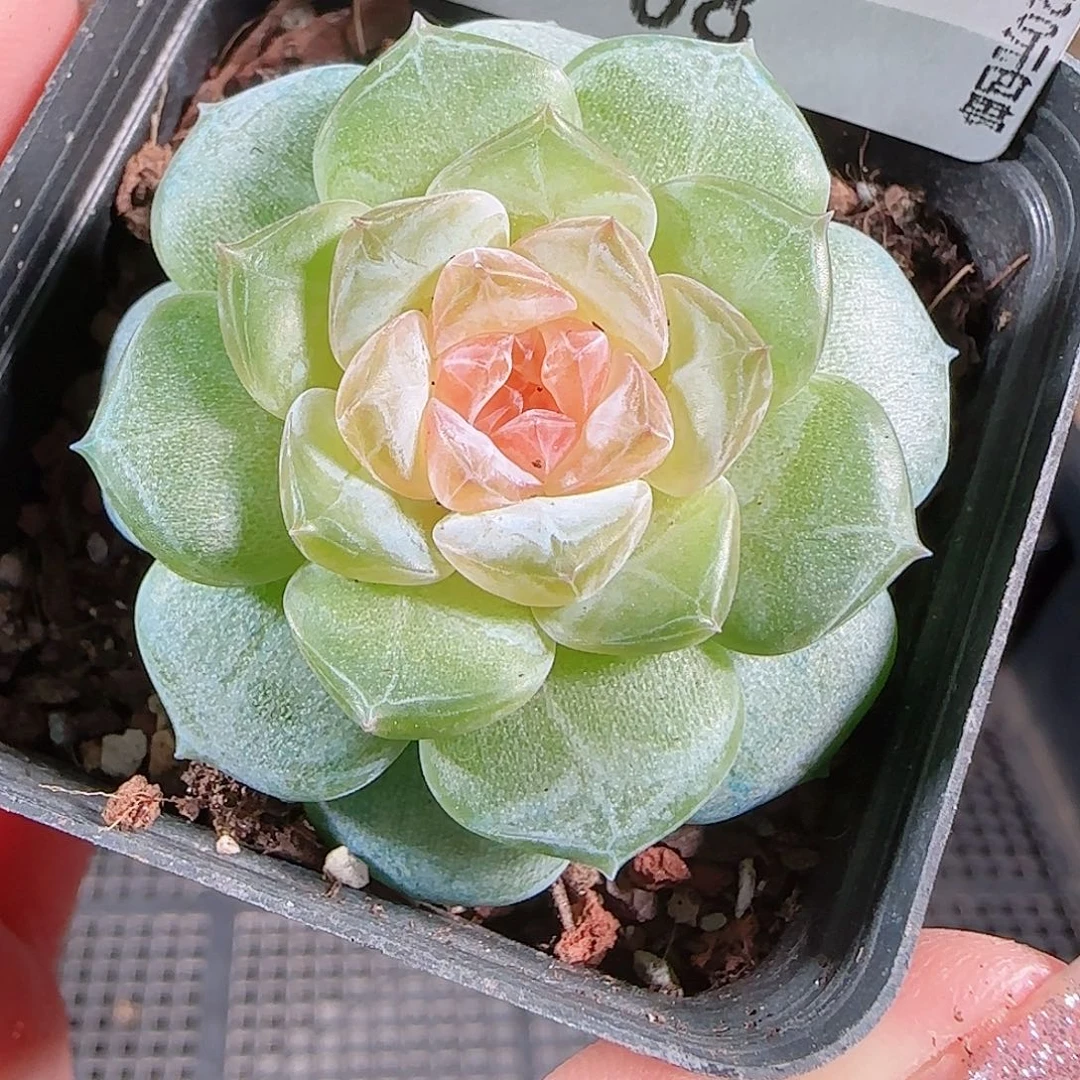 0729---8初夏糖心珍妮
