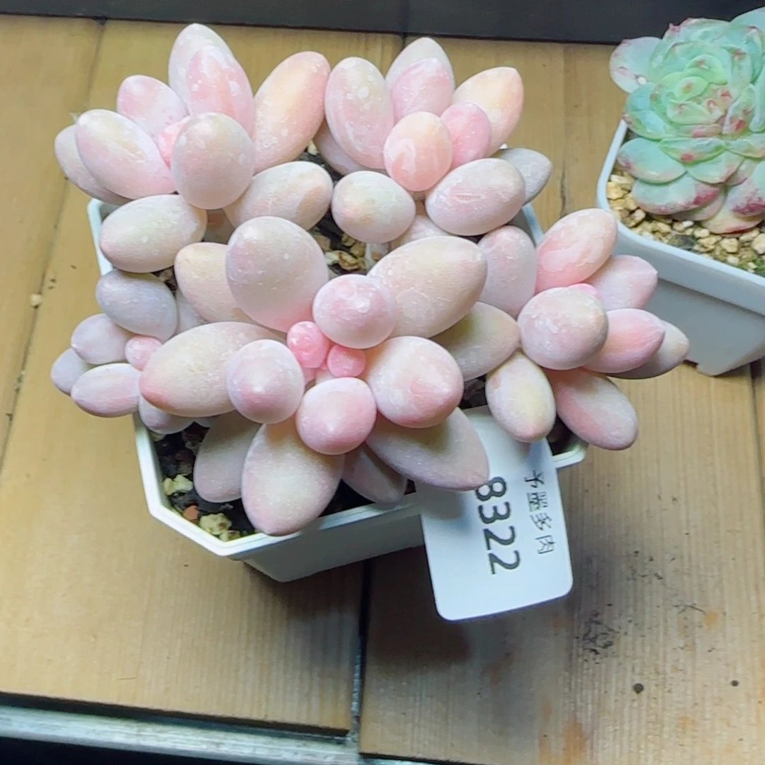 汤圆无砍，8322多肉植物