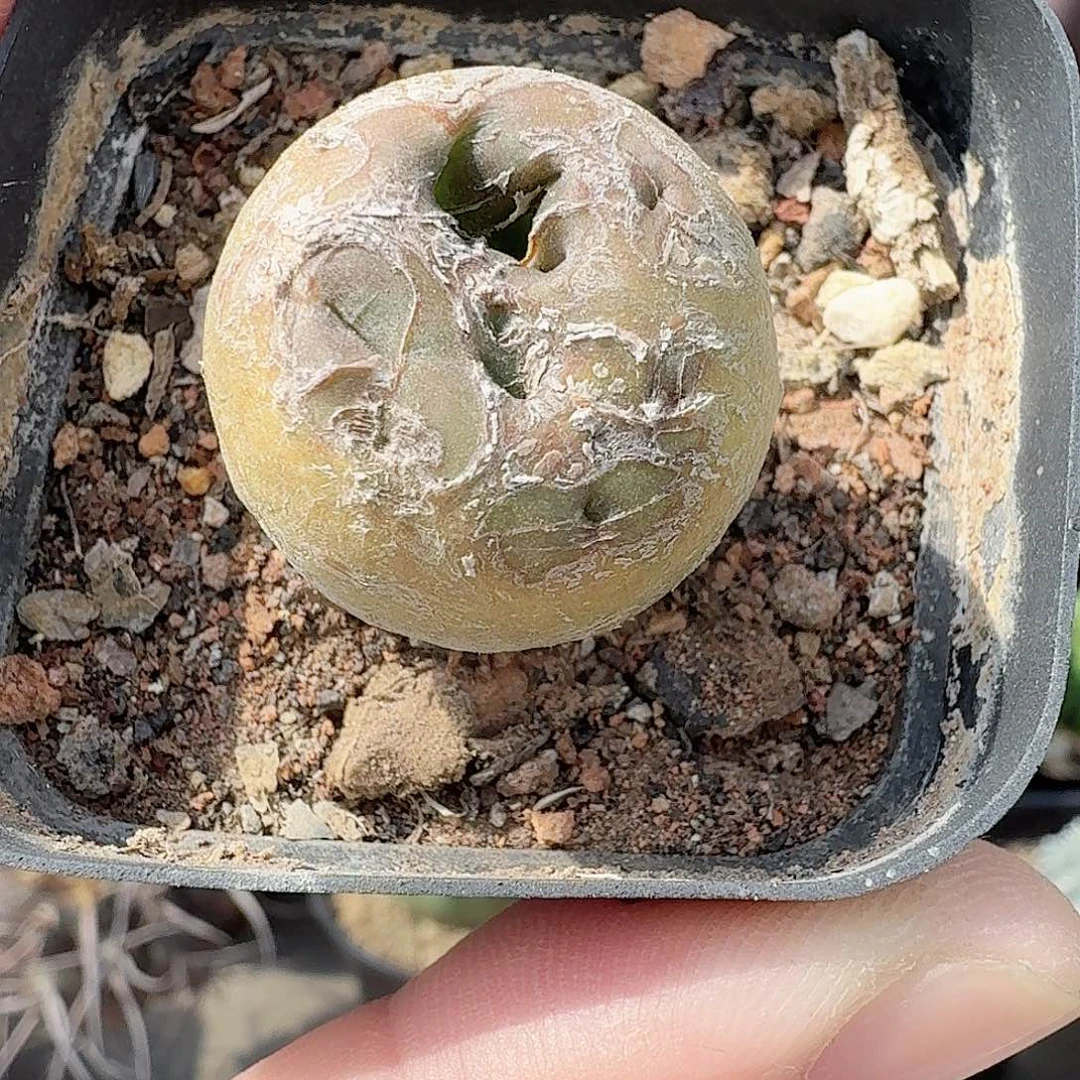 实生肚脐兜仙人球