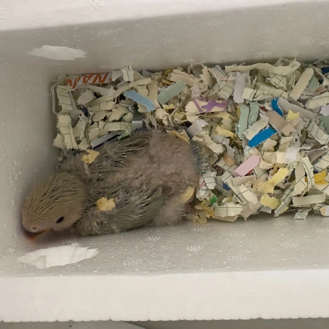 白面美桂牡丹一只