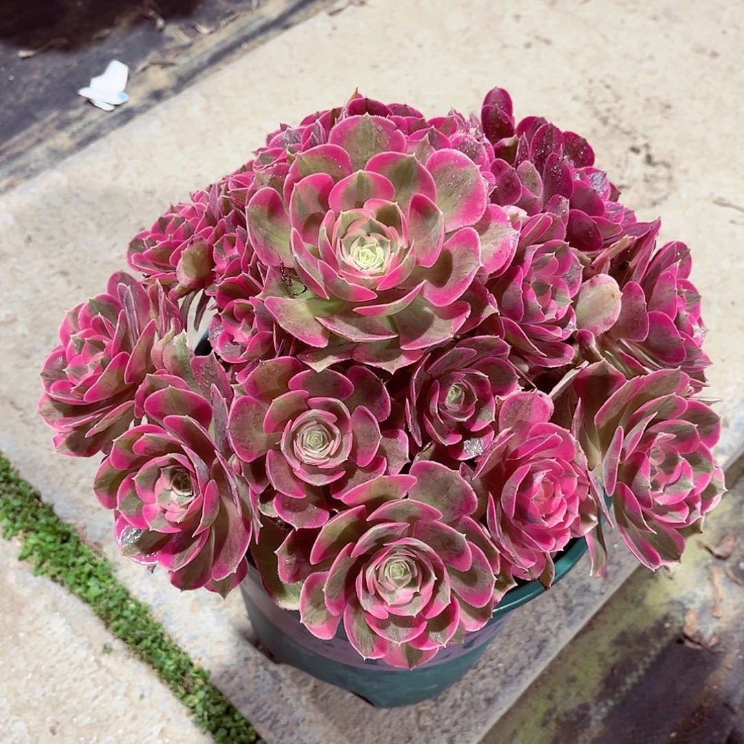 法师多肉漂亮漂亮