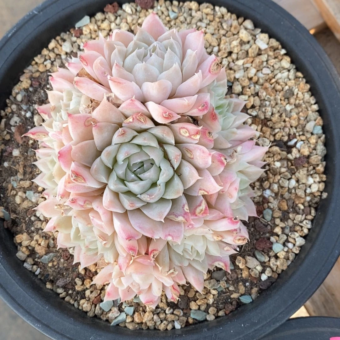 精品多肉一物一拍82