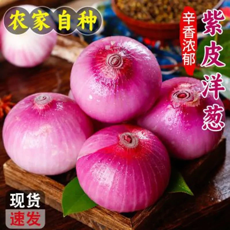 2025年新鲜紫皮水果洋葱扁洋葱农家特色自种应季蔬菜清脆可口