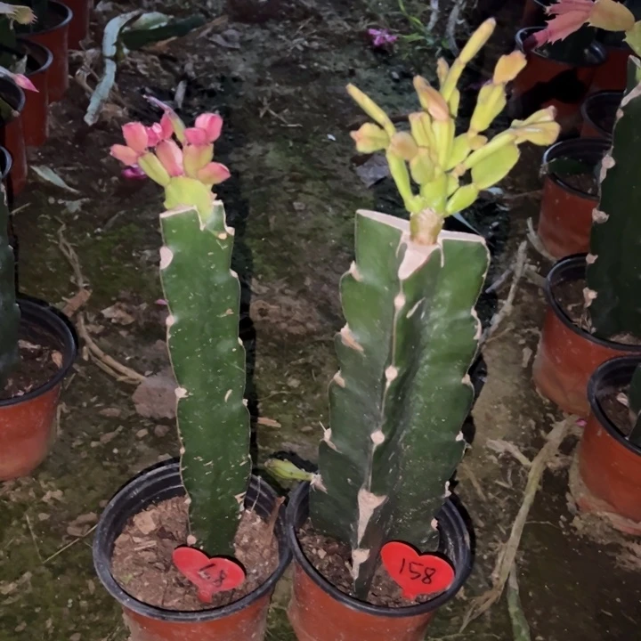 一***鱼当前无花栽培后可以开花037  68  045  158